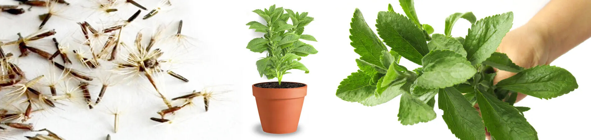 Pode cultivar Stevia você mesmo? Comprar sementes de Stevia.