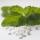 300 Compresse di Dolcificante Stevia Dosatore | Ricaricabili | Dispenser di Stevia in Compresse