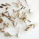 Sementes de Stévia rebaudiana | Semente estévia | 1 x 100 Sementes