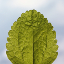 Stevia Zaden | Stevia rebaudiana | Honingkruid | 10 x 100...