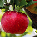 Pectine de Pomme en Poudre Pure | Gélifiant Végétalien | 10x125g
