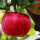 Pectina de Manzana en Polvo| Gelificante Natural | 125g